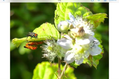 <i>Rhagonycha fulva</i>