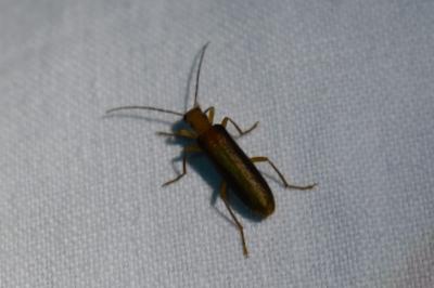 <i>Nacerdes carniolica</i>