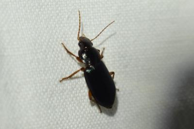 <i>Ophonus ardosiacus</i>