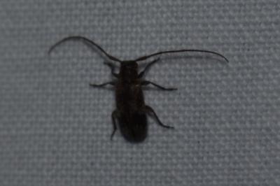 <i>Exocentrus adspersus</i>