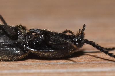 <i>Hemicrepidius hirtus</i>
