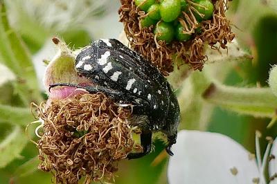 <i>Oxythyrea funesta</i>