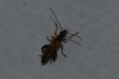 <i>Oedemera podagrariae</i>