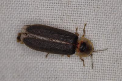 <i>Lampyris</i>