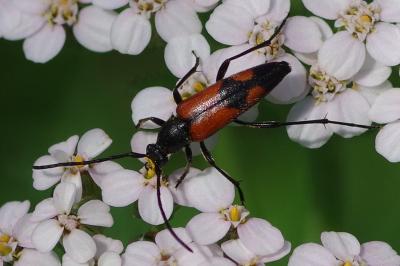<i>Stenurella bifasciata</i>