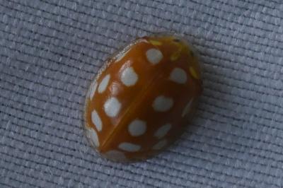 <i>Halyzia sedecimguttata</i>