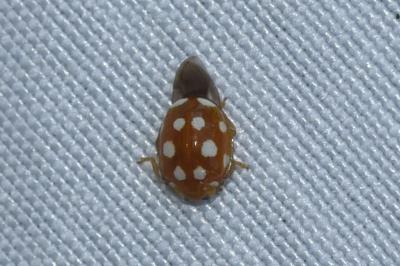 <i>Vibidia duodecimguttata</i>