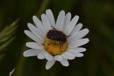 <i>Tropinota</i>