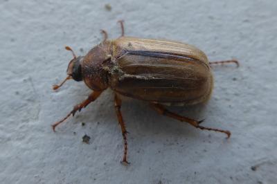 <i>Amphimallon solstitiale</i>