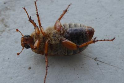 <i>Amphimallon solstitiale</i>
