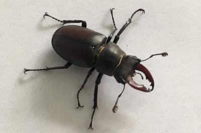 <i>Lucanus cervus</i>