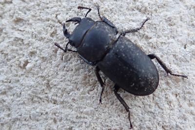 <i>Dorcus parallelipipedus</i>