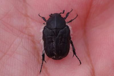 <i>Tropinota hirta</i>
