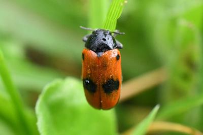 <i>Clytra laeviuscula</i>