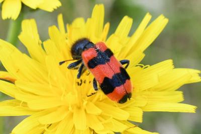 <i>Trichodes apiarius</i>