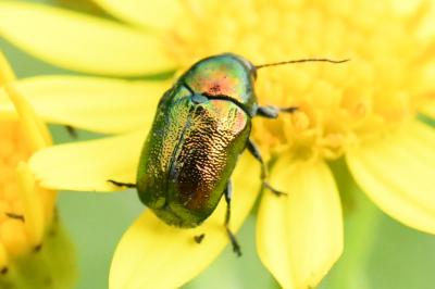 <i>Cryptocephalus</i>