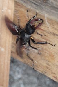 <i>Lucanus cervus</i>