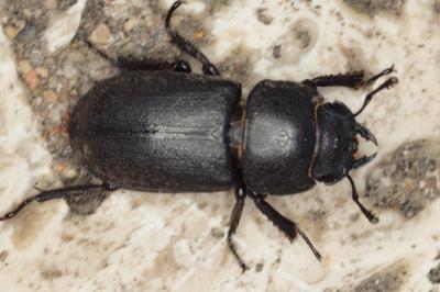 <i>Dorcus parallelipipedus</i>