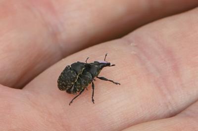 <i>Larinus turbinatus</i>