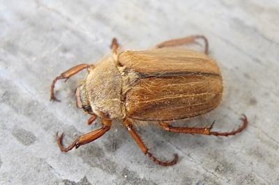 <i>Amphimallon</i>