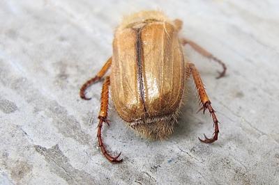 <i>Amphimallon</i>