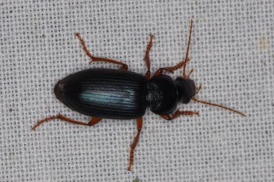 <i>Ophonus ardosiacus</i>
