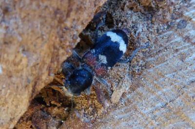 <i>Clerus mutillarius</i>