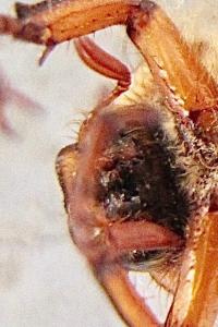 <i>Amphimallon</i>