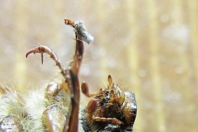 <i>Amphimallon</i>