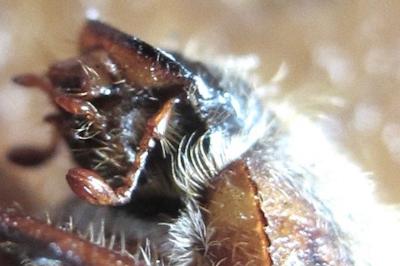 <i>Amphimallon</i>