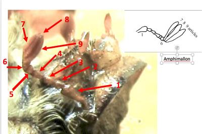 <i>Amphimallon</i>