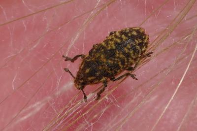<i>Rhinocyllus conicus</i>