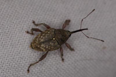 <i>Curculio</i>
