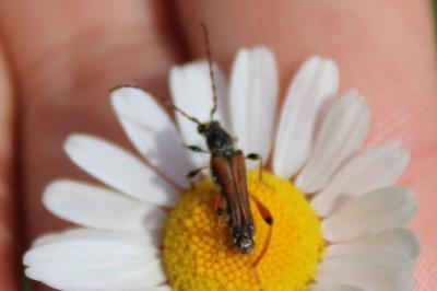 <i>Stenopterus rufus</i>