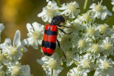 <i>Trichodes apiarius</i>