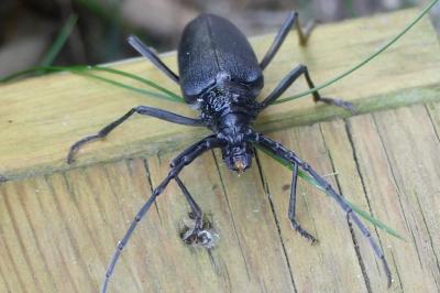 <i>Cerambyx cerdo</i>