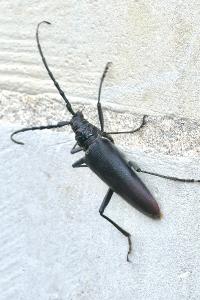 <i>Cerambyx cerdo</i>