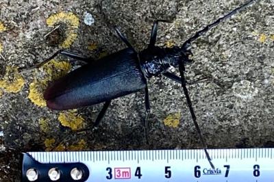 <i>Cerambyx cerdo</i>