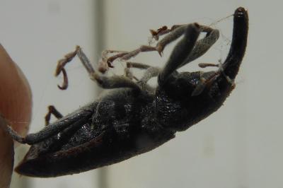 <i>Lixus</i>