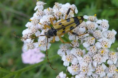 <i>Rutpela maculata</i>