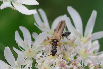 <i>Oedemera podagrariae</i>