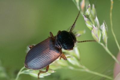 <i>Gynandromorphus etruscus</i>