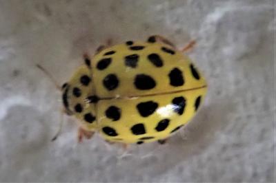 <i>Psyllobora vigintiduopunctata</i>
