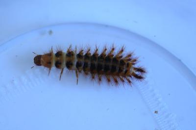 <i>Drilus flavescens</i>