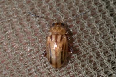 <i>Arrhenocoela lineata</i>