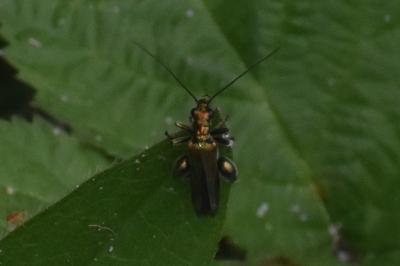 <i>Oedemera nobilis</i>