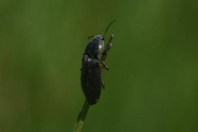 <i>Cidnopus pilosus</i>