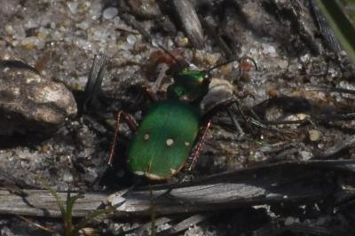 <i>Cicindela campestris</i>