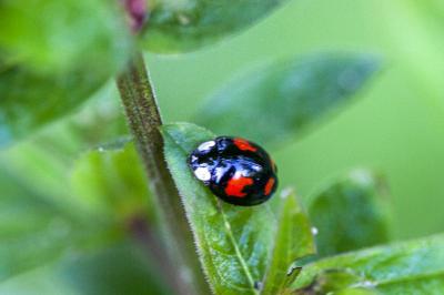 <i>Harmonia axyridis</i>