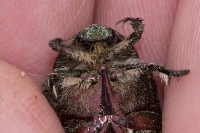 <i>Cetonia aurata</i>